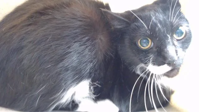An adult medium-sized male Domestic Short Hair cat named Oreo for adoption in Downey, CA