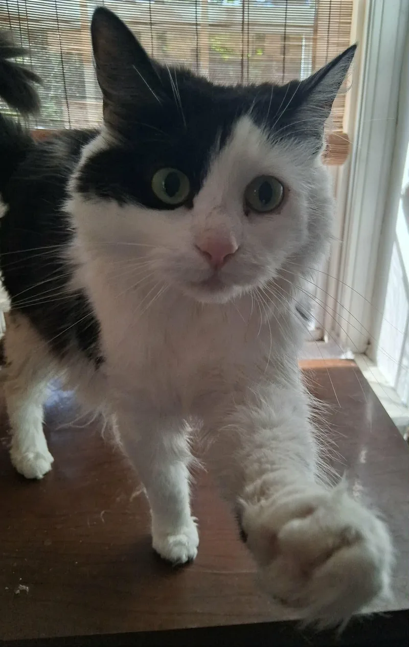 An adult medium-sized female Domestic Long Hair cat named Chloe for adoption in Pittsburgh, PA