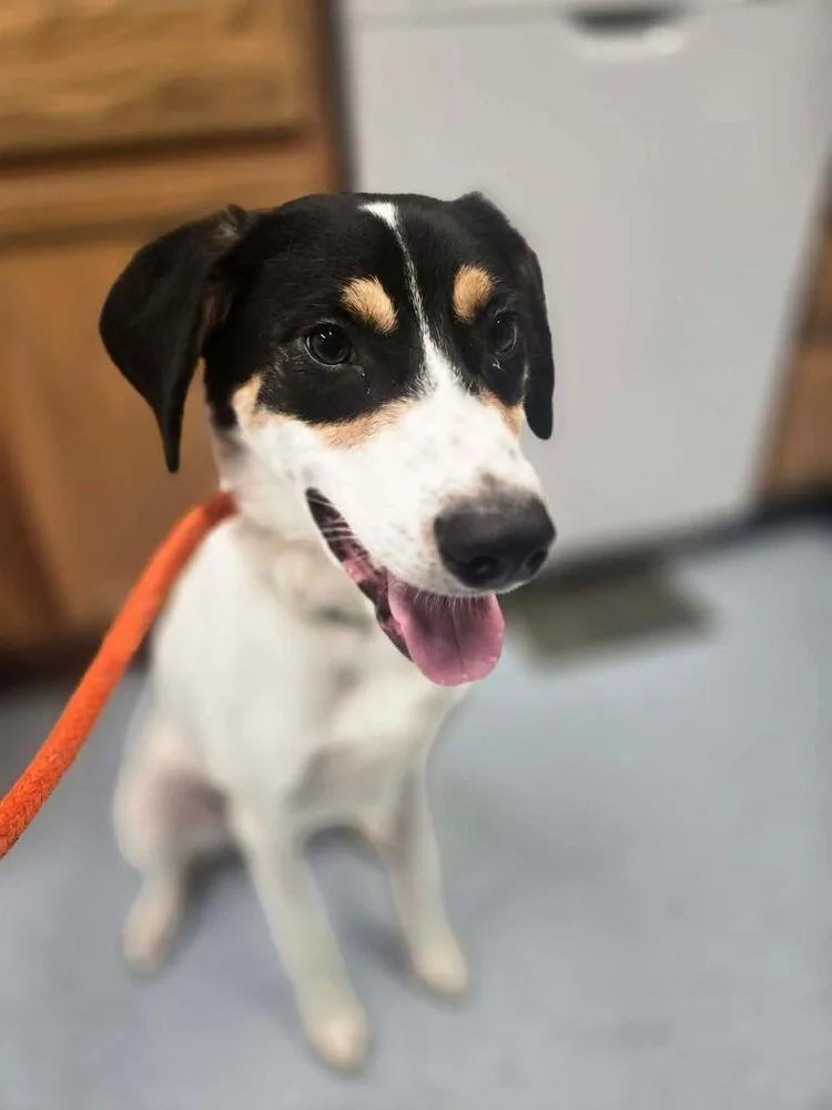 A baby medium-sized male Australian Shepherd dog named Pepper for adoption in Irwin, PA