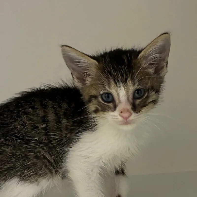 A baby small-sized male Brown / Chocolate Domestic Short Hair cat named SteveO for adoption in Uniontown, PA