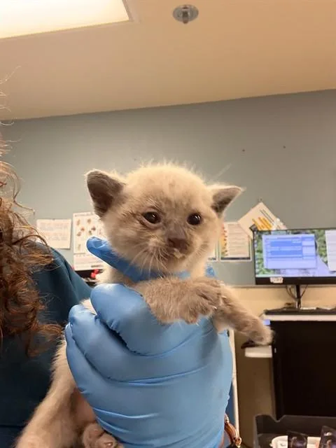 A baby small-sized male Domestic Short Hair cat named Ron for adoption in Riverside, CA