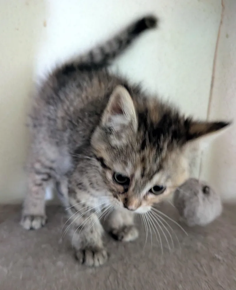 A baby medium-sized female Tabby (Gray / Blue / Silver) Domestic Short Hair cat named Sadie for adoption in Brainerd, MN