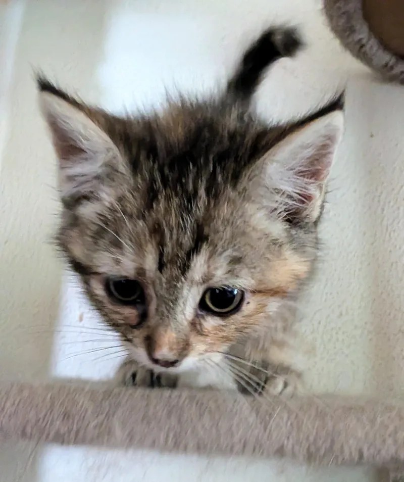 Sadie thumbnail 4