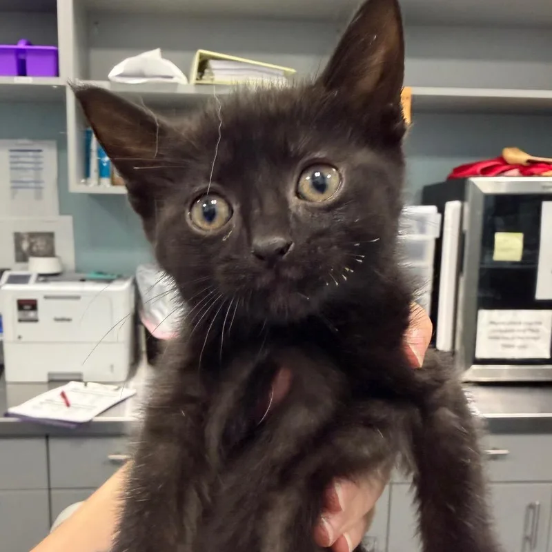 A baby small-sized male Black Domestic Short Hair cat named Tuck the Turtle for adoption in Greensboro, NC