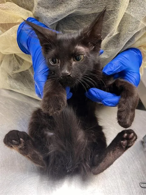 A baby small-sized female Domestic Short Hair cat named Fern for adoption in Las Vegas, NV