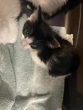 A baby small-sized male Domestic Short Hair cat named Bean for adoption in Washington, DC