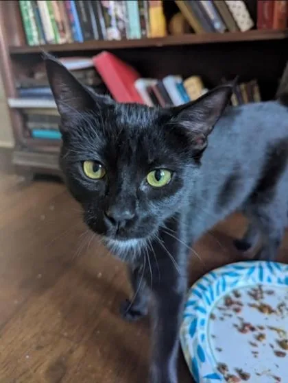 A young medium-sized female Black Domestic Short Hair cat named Cassi for adoption in Warr Acres, OK