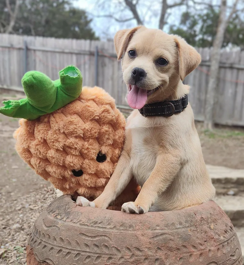 A baby small-sized male Yellow / Tan / Blond / Fawn Pug dog named Tumbleweed for adoption in Boerne, TX