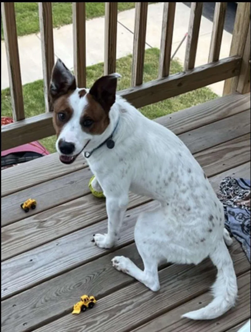 An adult medium-sized male Australian Cattle Dog / Blue Heeler dog named Scout for adoption in Bradenton, FL