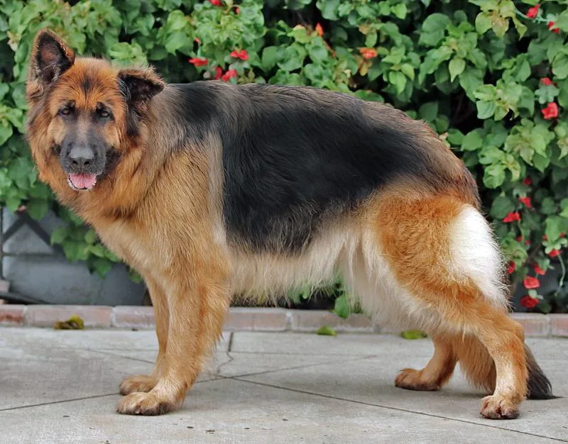 A young large-sized female Black German Shepherd Dog dog named Gretchen Von Getelo for adoption in Los Angeles, CA