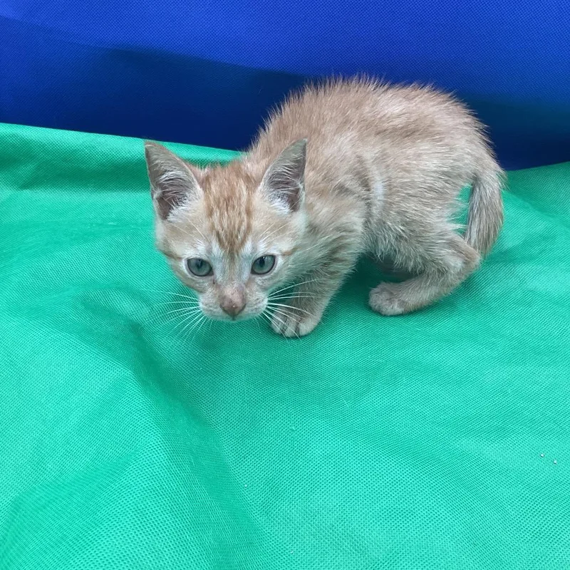A baby small-sized male Orange / Red Domestic Short Hair cat named Papaya for adoption in Gonzales, LA