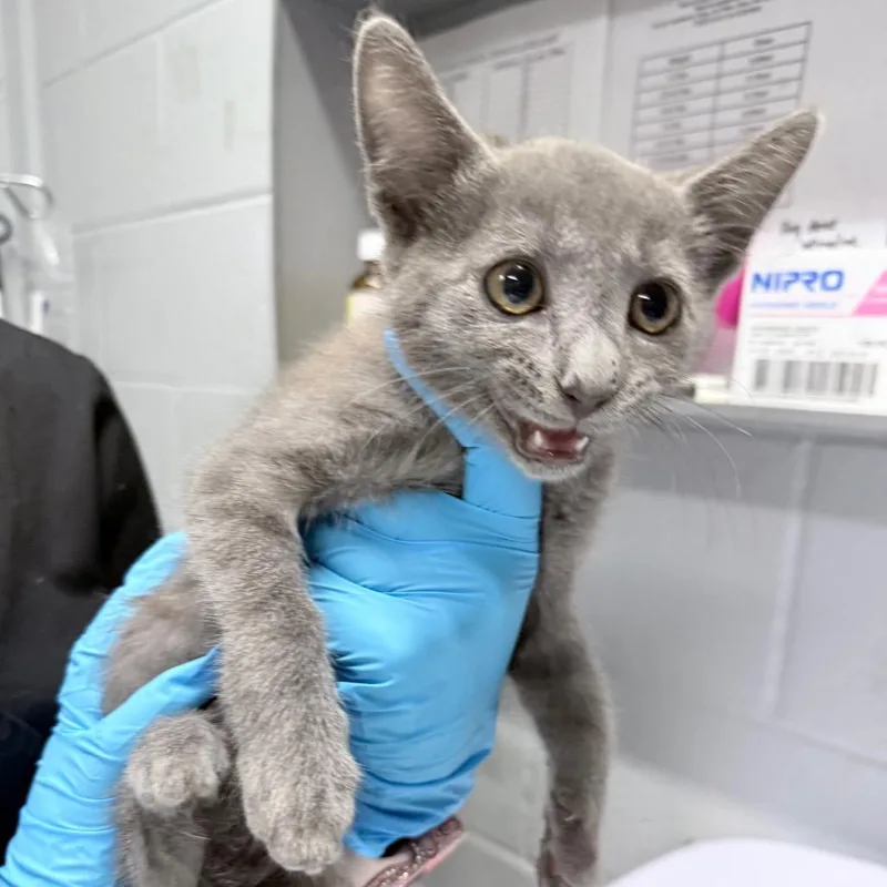 A baby small-sized male Gray / Blue / Silver Domestic Short Hair cat named Frankenstein for adoption in Summerville, SC