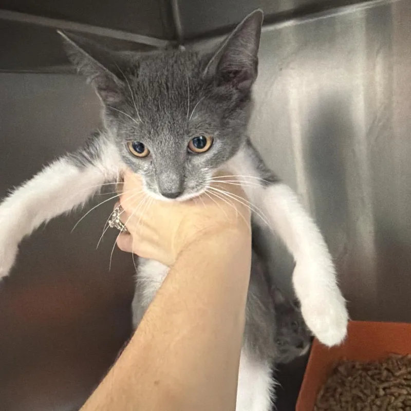 A baby small-sized female Gray / Blue / Silver Domestic Short Hair cat named Tiger for adoption in Port Charlotte, FL
