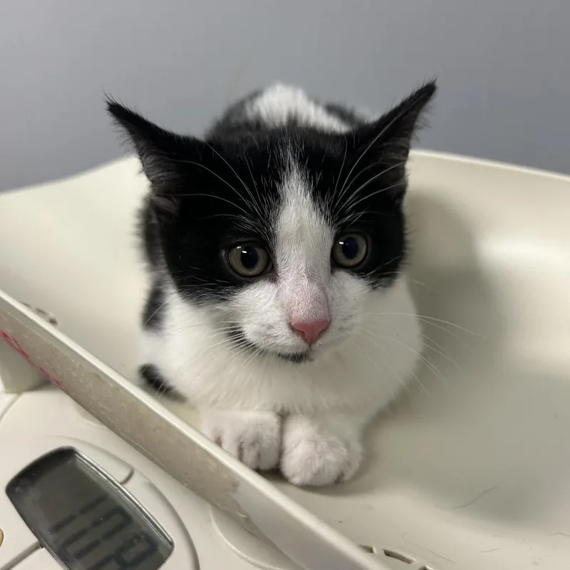 A baby small-sized female Black Domestic Short Hair cat named Spice for adoption in Columbus, GA