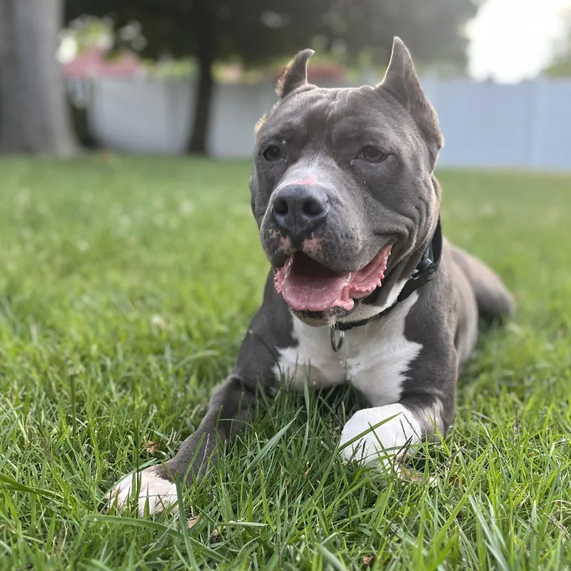 Nina The Cuddle Queen