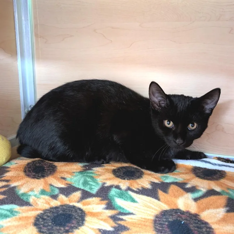 A baby medium-sized male Black Domestic Short Hair cat named Clue for adoption in Brookfield, WI