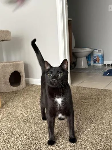 A young medium-sized male Black Domestic Medium Hair cat named Lumi for adoption in Liverpool, TX