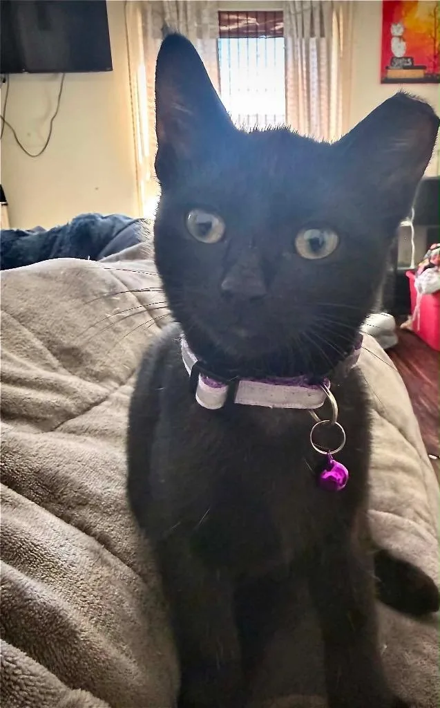 A baby small-sized female Domestic Short Hair cat named Umbra for adoption in Fond Du Lac, WI