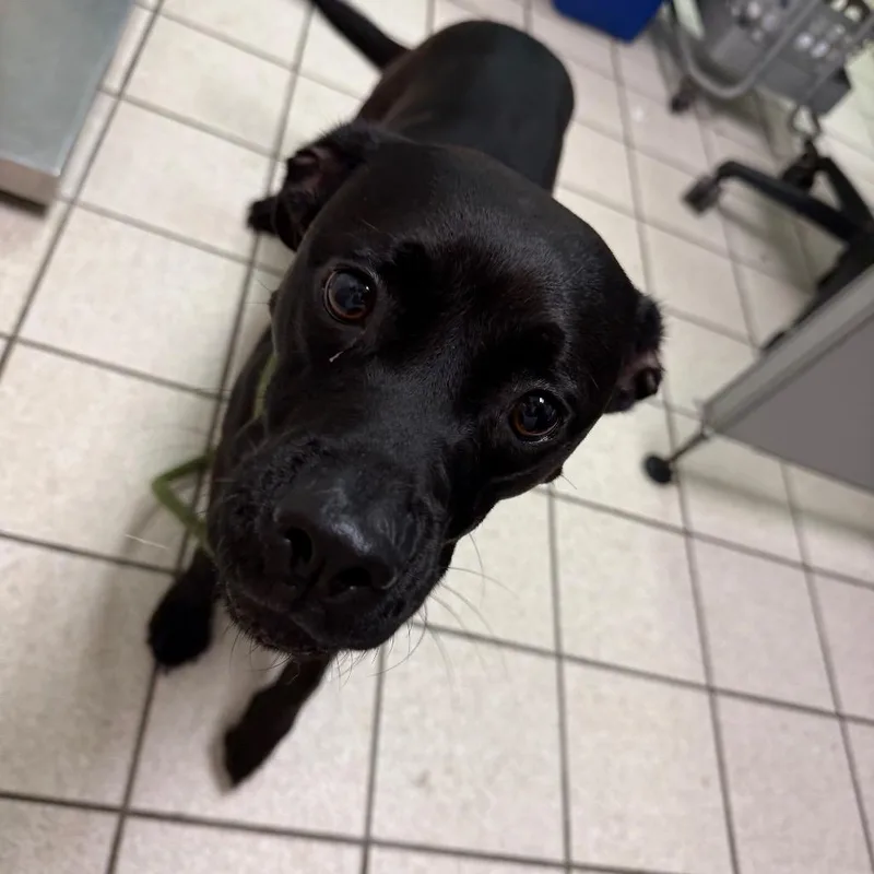 An adult medium-sized female Black Mixed Breed dog named Barbeque for adoption in Charleston, WV