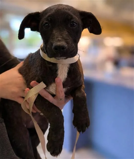 A baby small-sized female Labrador Retriever dog named Maya for adoption in St. Louis, MO