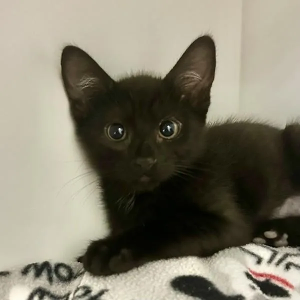 A baby small-sized female Domestic Short Hair cat named Antioch for adoption in Walnut Creek, CA