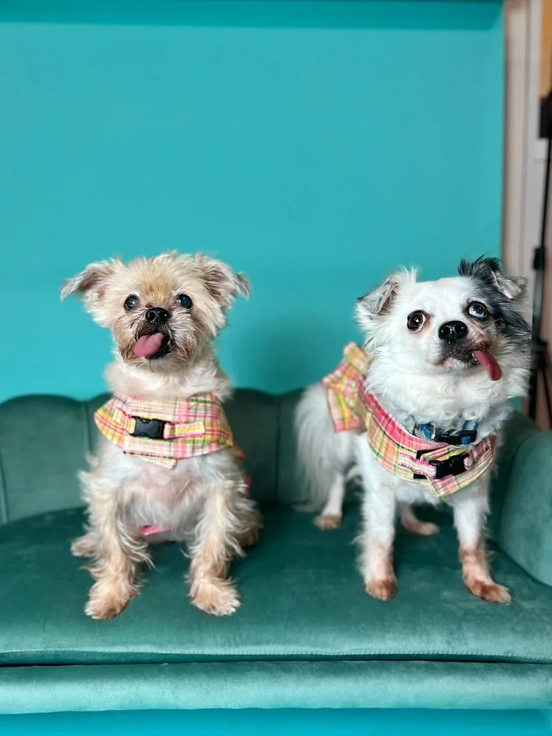 A senior small-sized female Apricot / Beige Papillon dog named Lovey and Ladybug for adoption in Foster, RI