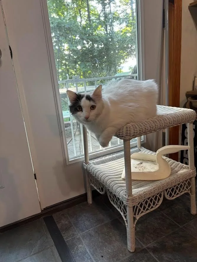 A young large-sized male Domestic Short Hair cat named Marley & Willie for adoption in Bloomington, IN