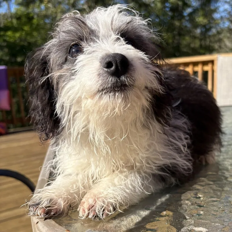 A baby small-sized male Aussiedoodle dog named Blu for adoption in Chicopee, MA