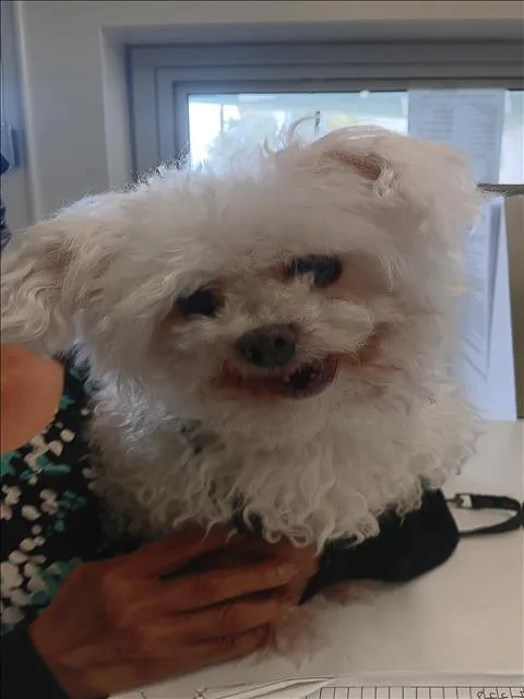 A senior small-sized female Poodle dog named Shish for adoption in Los Angeles, CA