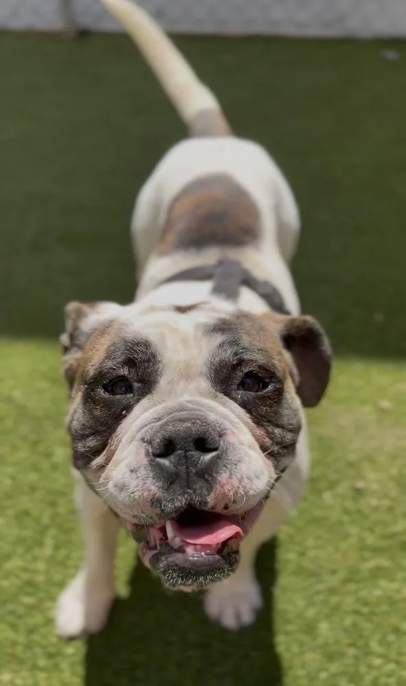 An adult medium-sized female English Bulldog dog named Bailey Bug for adoption in ventura, CA