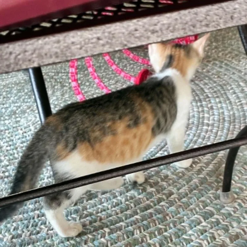 A baby medium-sized female Calico Domestic Short Hair cat named Jasmine for adoption in Hawley, PA