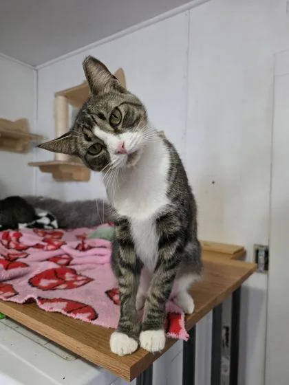 An adult medium-sized female Domestic Short Hair cat named Pandora for adoption in Berwick, PA