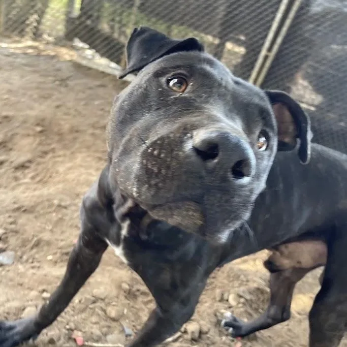 Pork Chop thumbnail 2