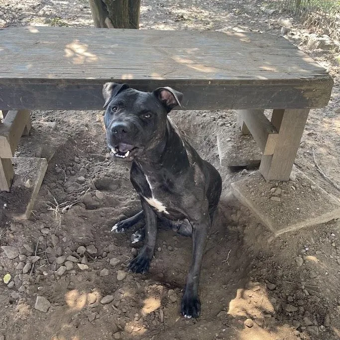 Pork Chop thumbnail 3