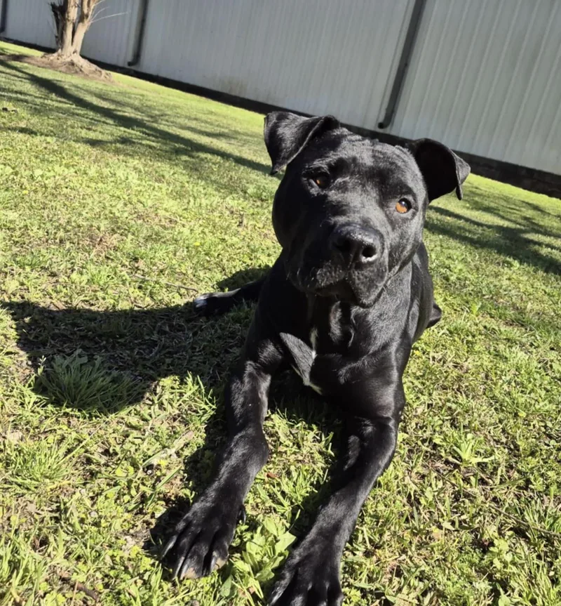 Pork Chop thumbnail 4