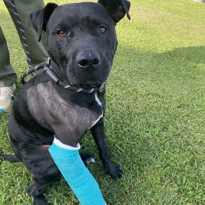 Pork Chop thumbnail 5