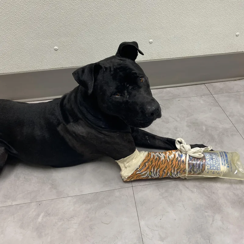 Pork Chop thumbnail 6