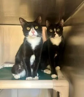 An adult medium-sized male Domestic Short Hair cat named Benson for adoption in Parsippany, NJ