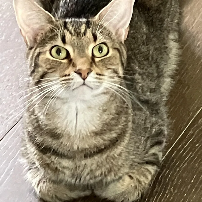 Brit  Mamita And thumbnail 2