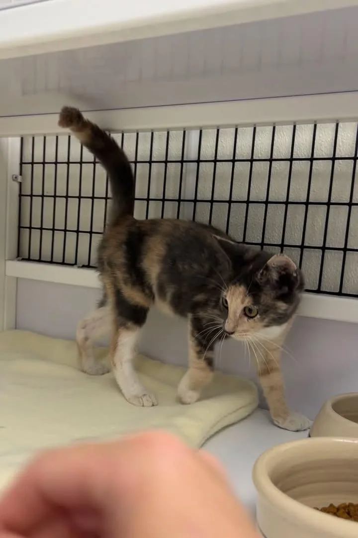 A young medium-sized female Dilute Calico Domestic Short Hair cat named Melody for adoption in Port Lavaca, TX