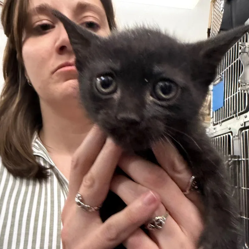 A baby small-sized female Black Domestic Short Hair cat named Pocus for adoption in Idaho Falls, ID