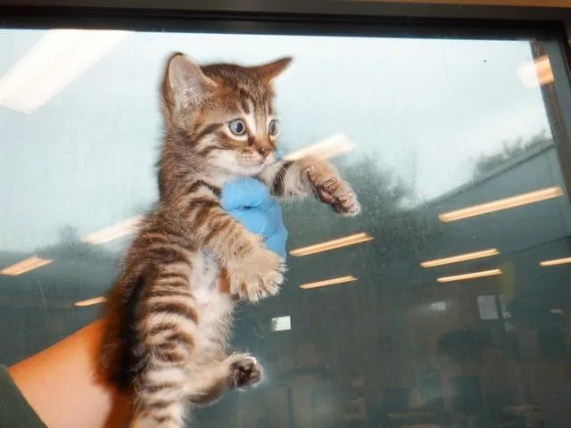 A baby small-sized male Domestic Short Hair cat named Spike for adoption in San Jose, CA