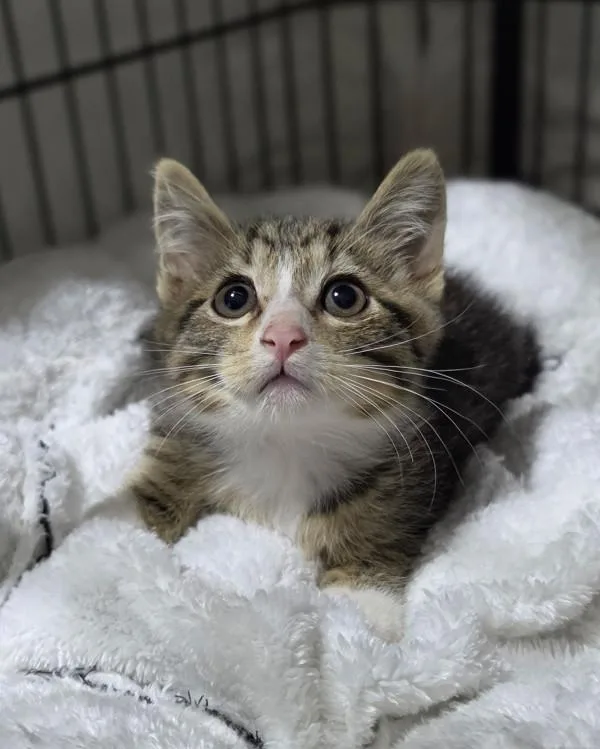 A baby small-sized male Domestic Short Hair cat named Wesley for adoption in Novato, CA