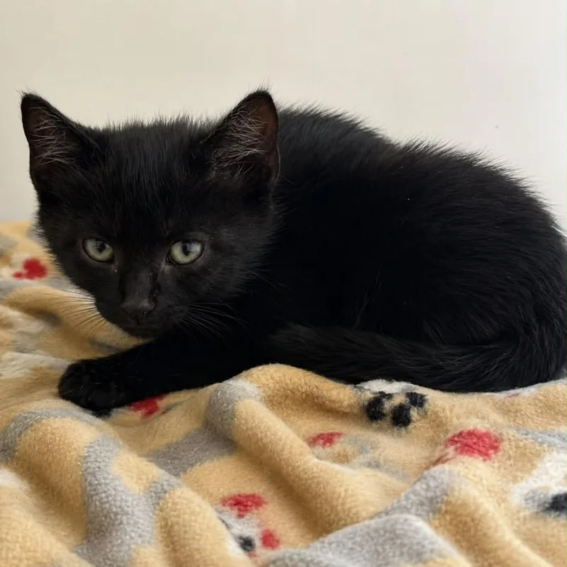 A baby small-sized female Domestic Short Hair cat named Zuri for adoption in Columbia, TN