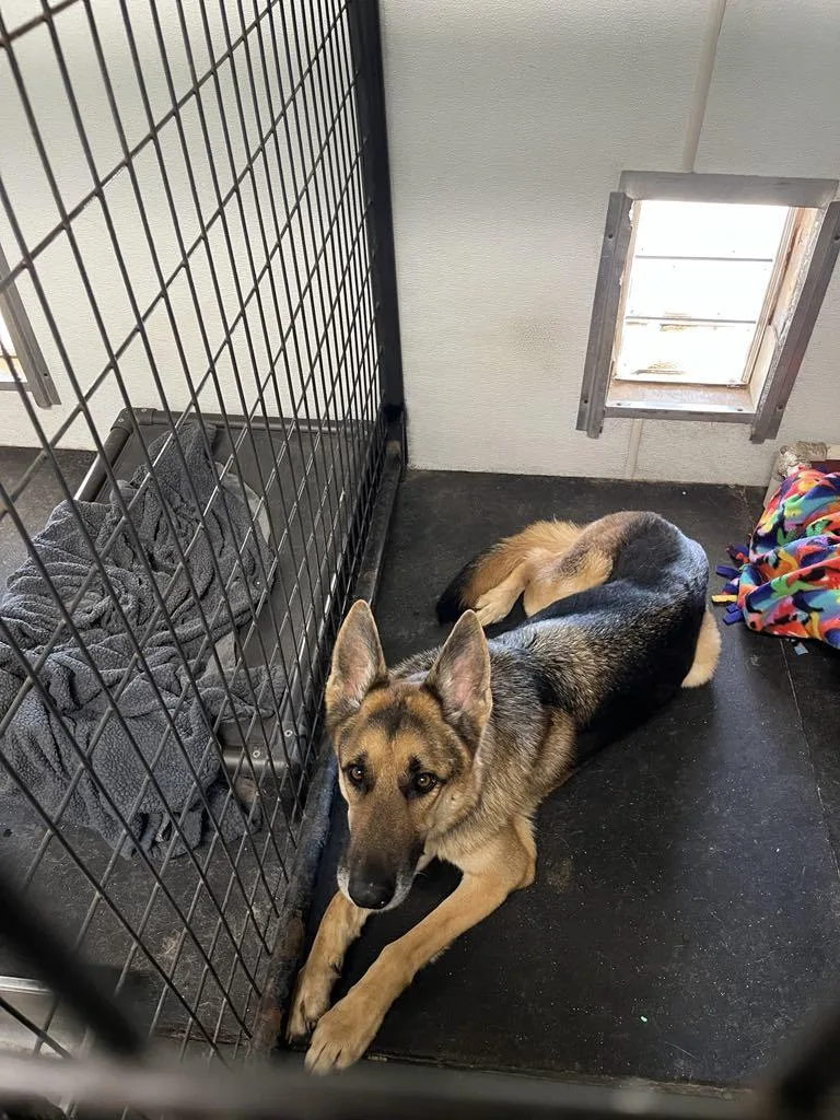 An adult large-sized male German Shepherd Dog dog named Buck for adoption in Houston, TX