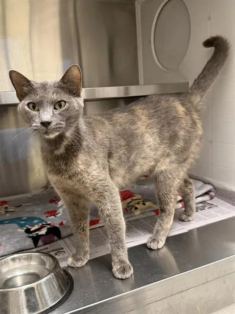 A young large-sized female Domestic Short Hair cat named Ms. Gigi for adoption in Houston, TX