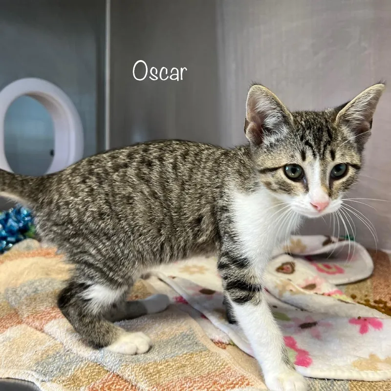 A young large-sized male Domestic Short Hair cat named Oscar for adoption in Knoxville, TN