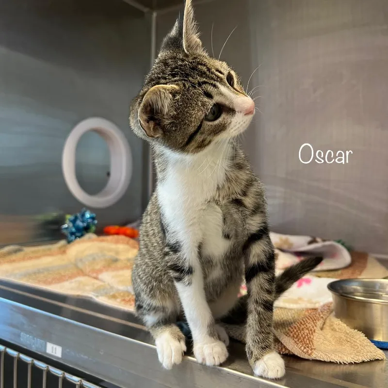 Oscar thumbnail 3