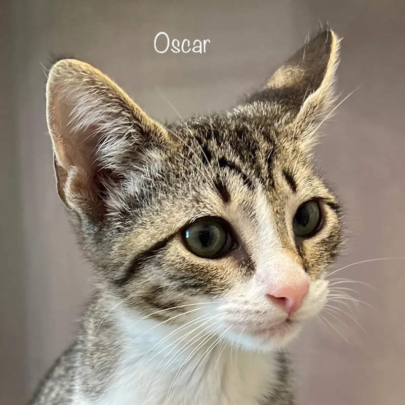Oscar thumbnail 4