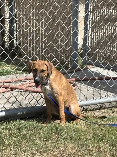 A young medium-sized male Black Mouth Cur dog named Andrew for adoption in Corpus Christi, TX